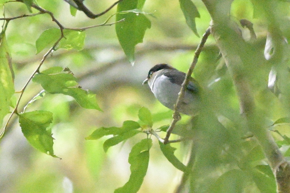 Silver-breasted Broadbill - ML647108793