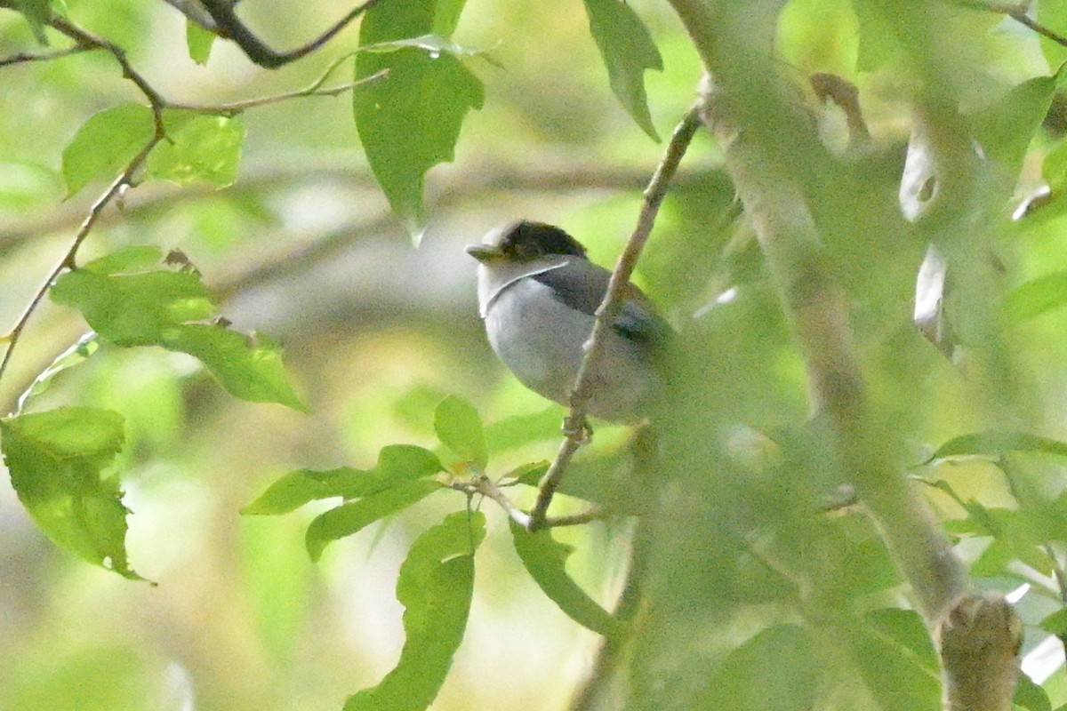 Silver-breasted Broadbill - ML647108794