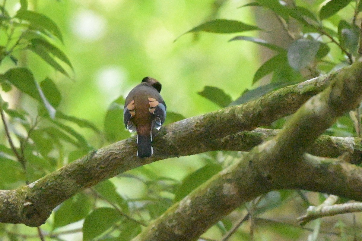 Silver-breasted Broadbill - ML647108795