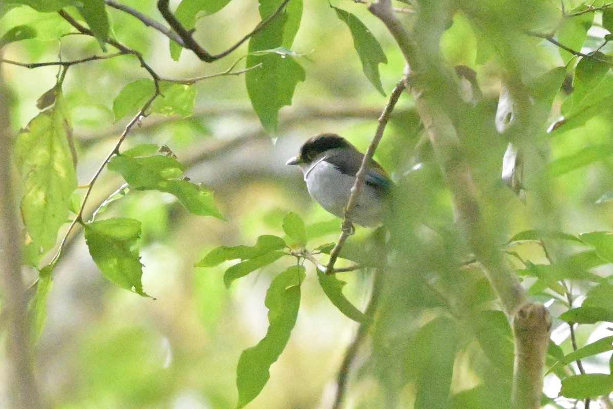 Silver-breasted Broadbill - ML647108796