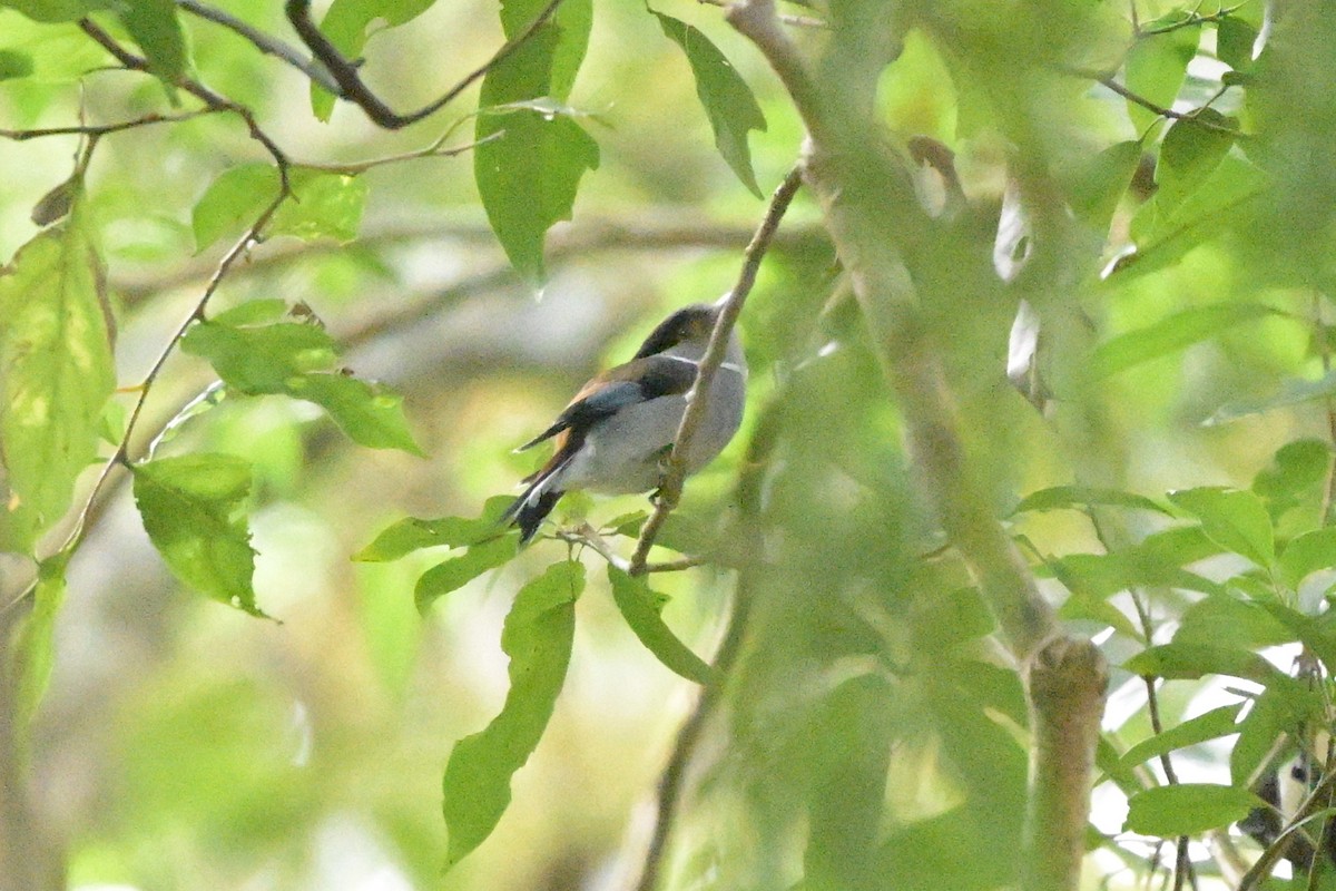 Silver-breasted Broadbill - ML647108797