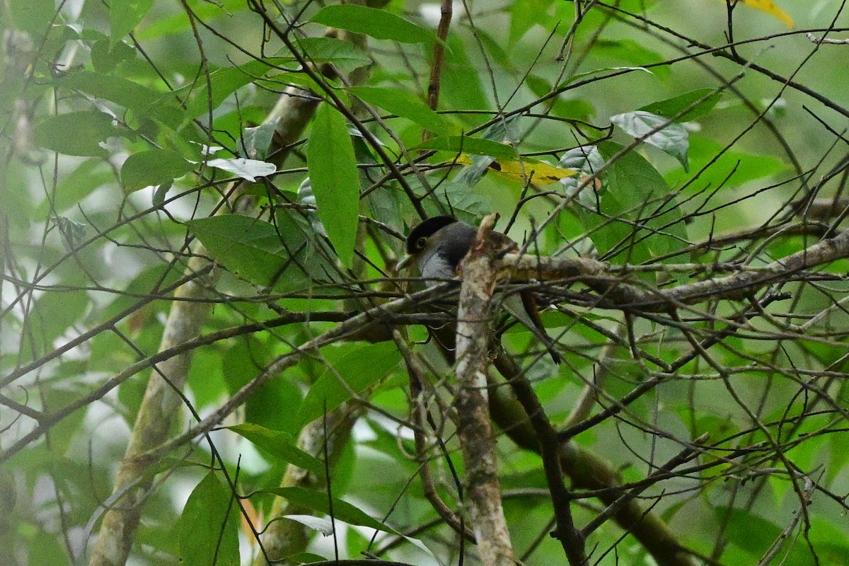Silver-breasted Broadbill - ML647108798