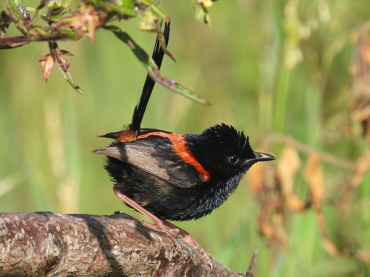 Red-backed Fairywren - ML647108802