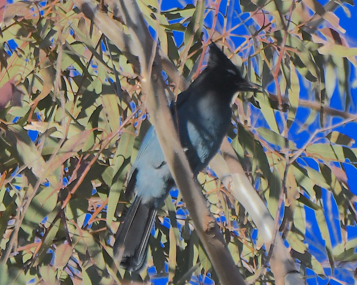 Steller's Jay - ML647108812