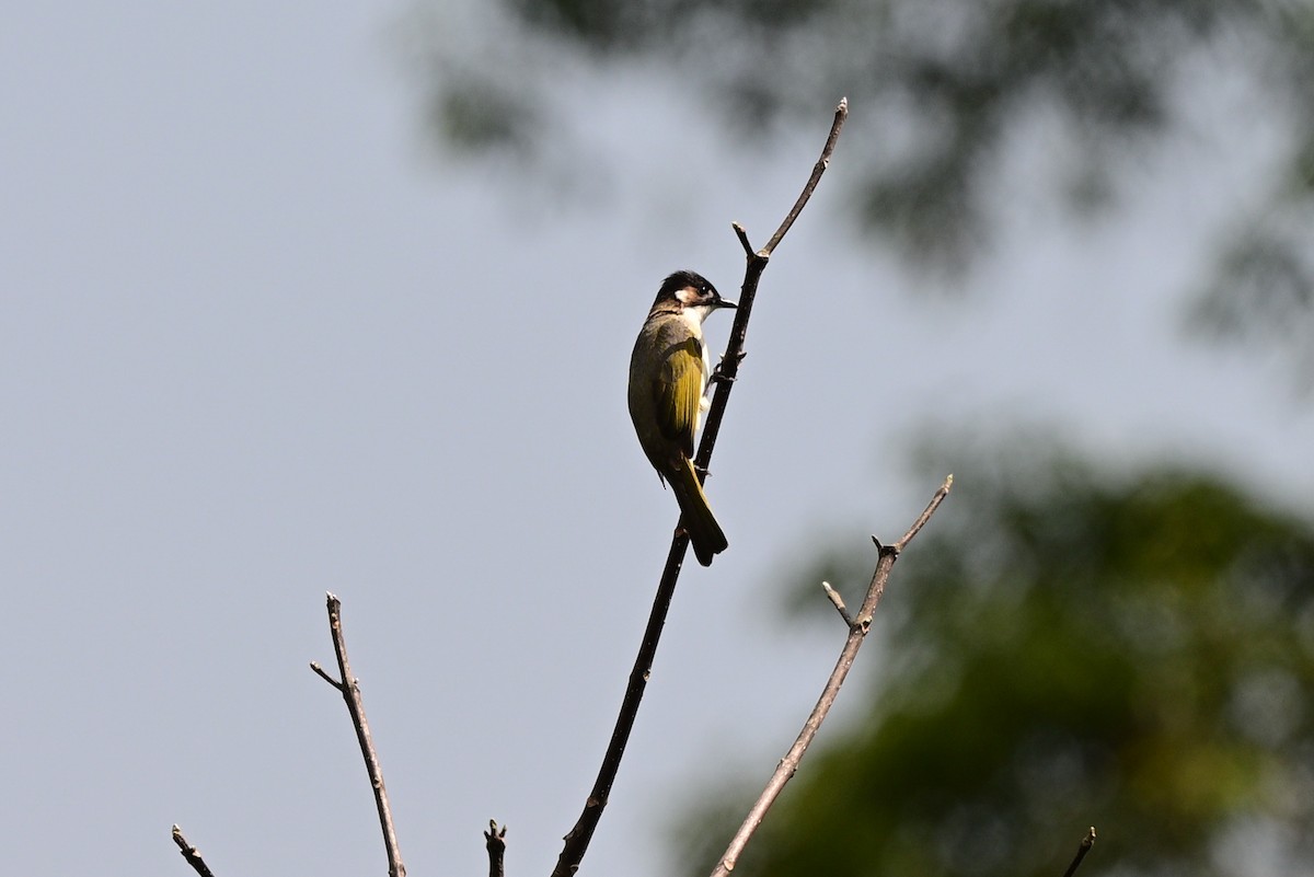 Light-vented Bulbul - ML647108813
