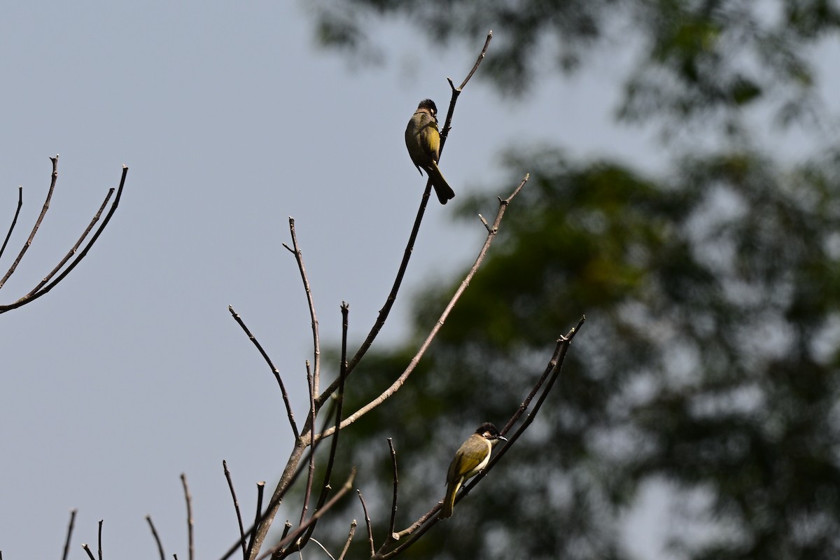 Light-vented Bulbul - ML647108814