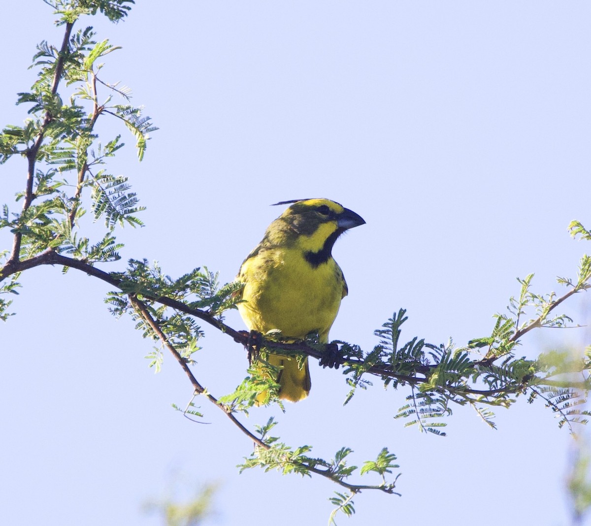 Yellow Cardinal - ML647108815