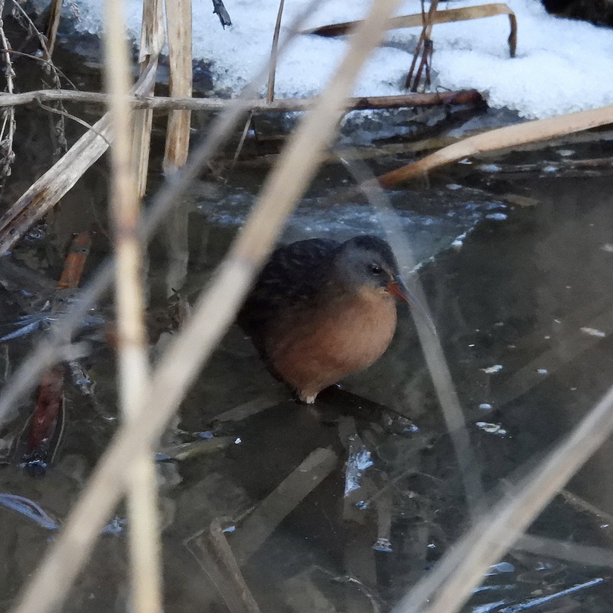 Virginia Rail - ML647108818