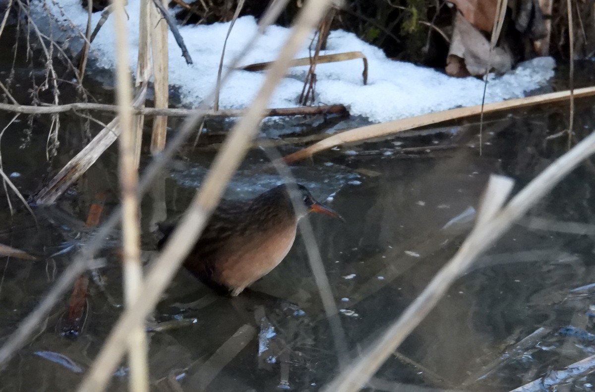 Virginia Rail - ML647108819