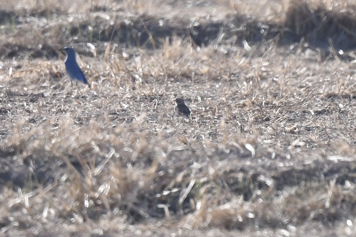 シロハラツメナガホオジロ - ML647108821