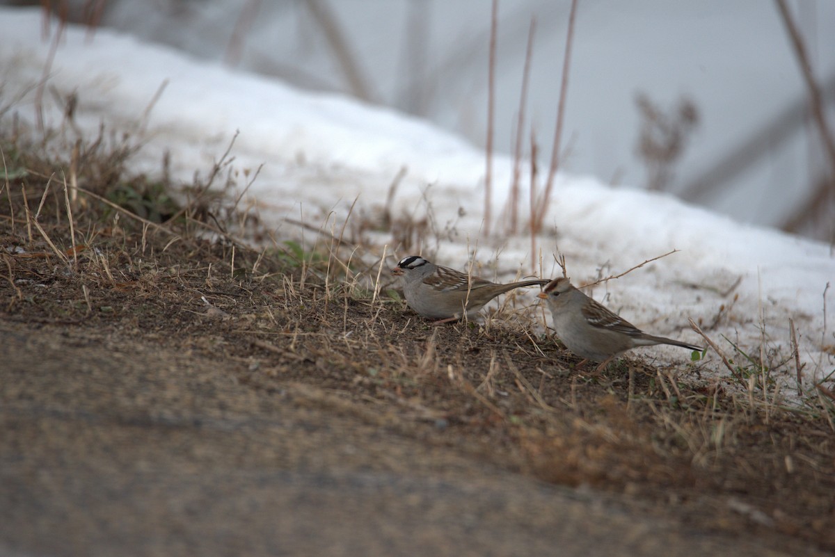 strnadec bělopásý - ML647108835