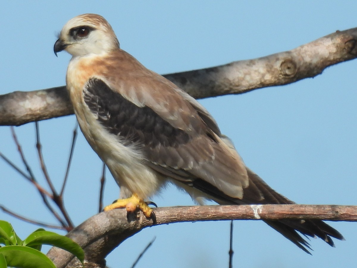 Black-shouldered Kite - ML647108858
