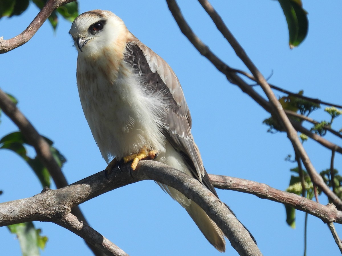 Black-shouldered Kite - ML647108861