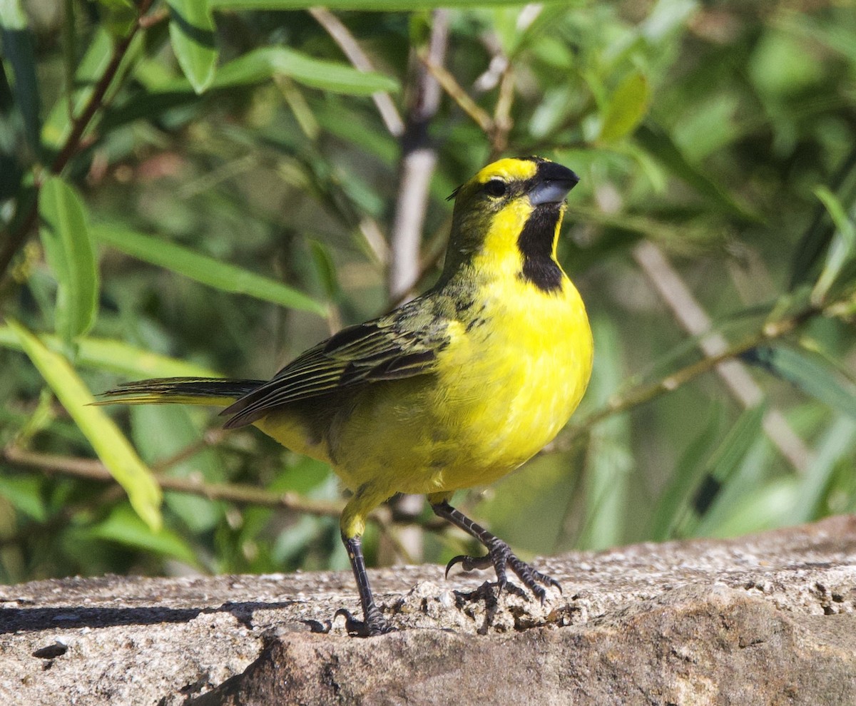 Yellow Cardinal - ML647108868