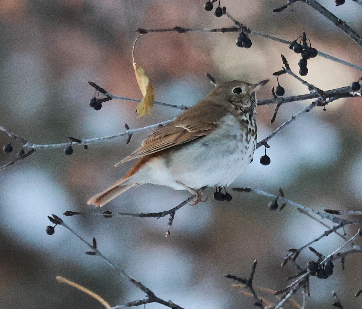 Zorzalito Colirrufo - ML647108877