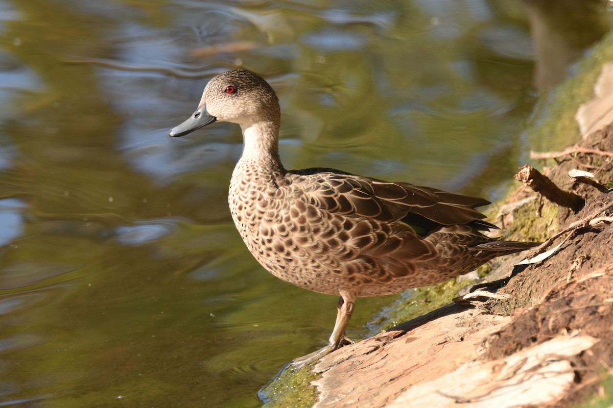 Gray Teal - ML647108879