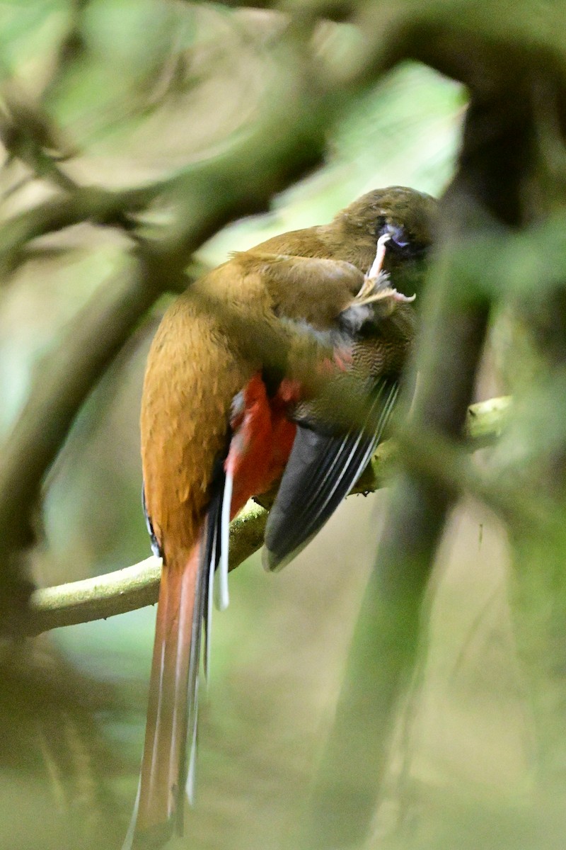 Красноголовый трогон - ML647108886