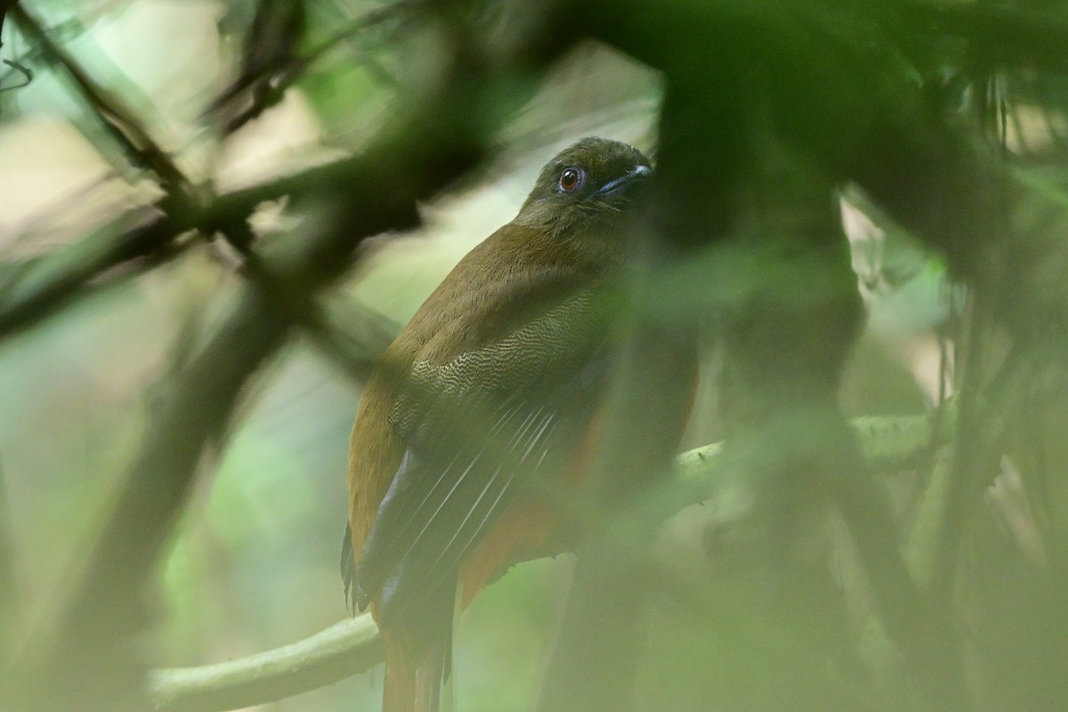 Красноголовый трогон - ML647108887