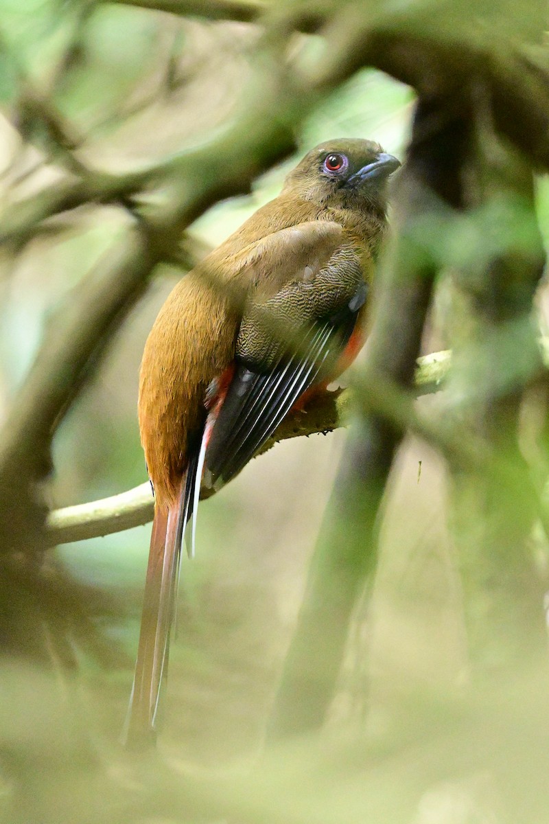 Красноголовый трогон - ML647108888