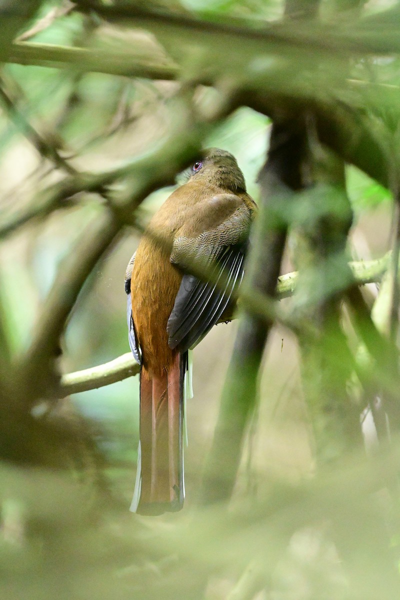 Красноголовый трогон - ML647108889