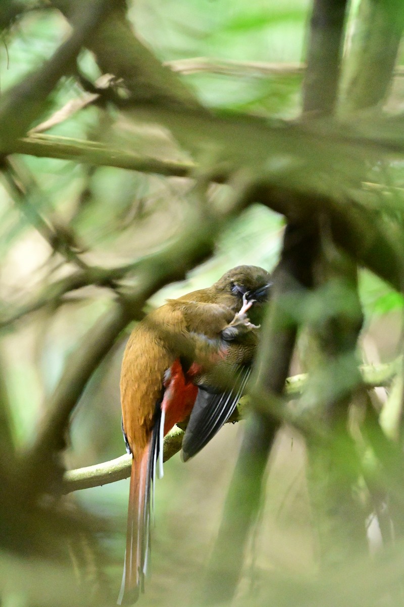 Красноголовый трогон - ML647108890