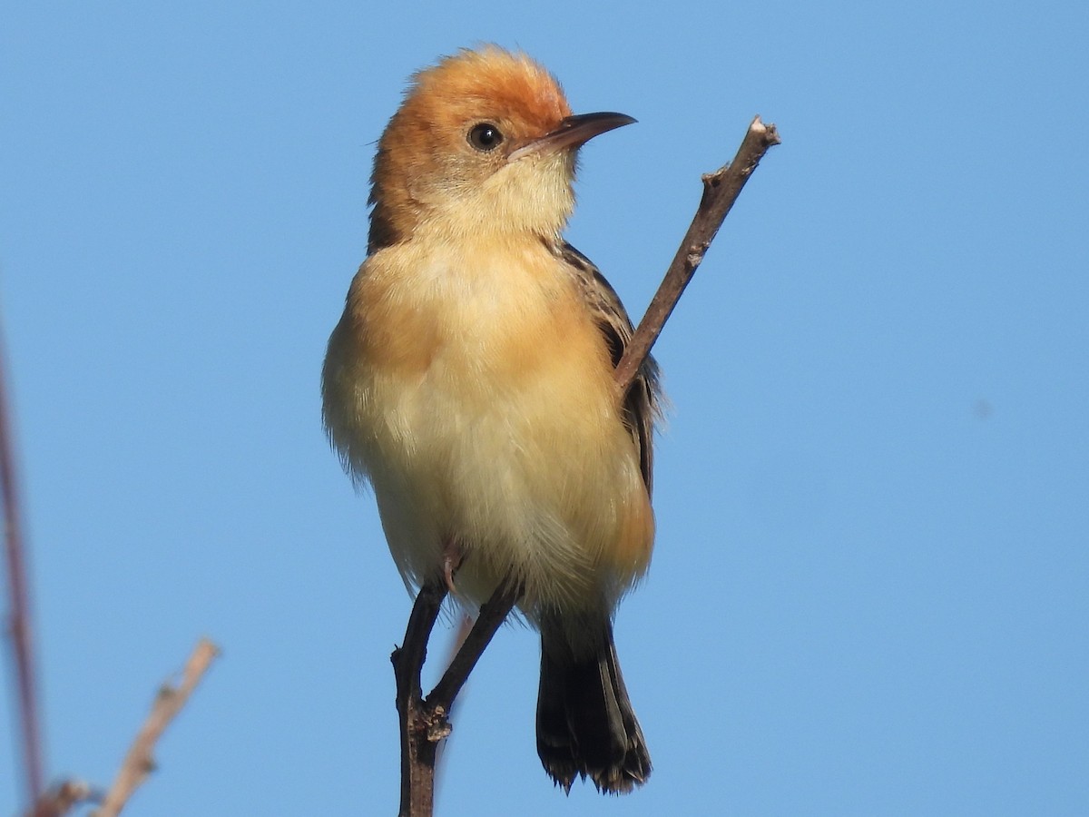 Golden-headed Cisticola - ML647108902