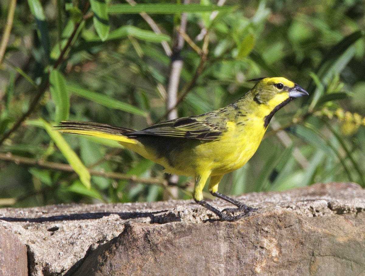 Yellow Cardinal - ML647108908