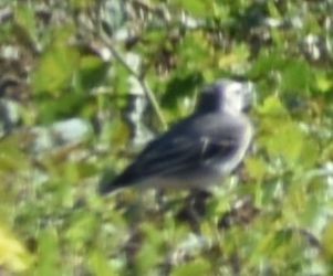 White Wagtail - ML647108919