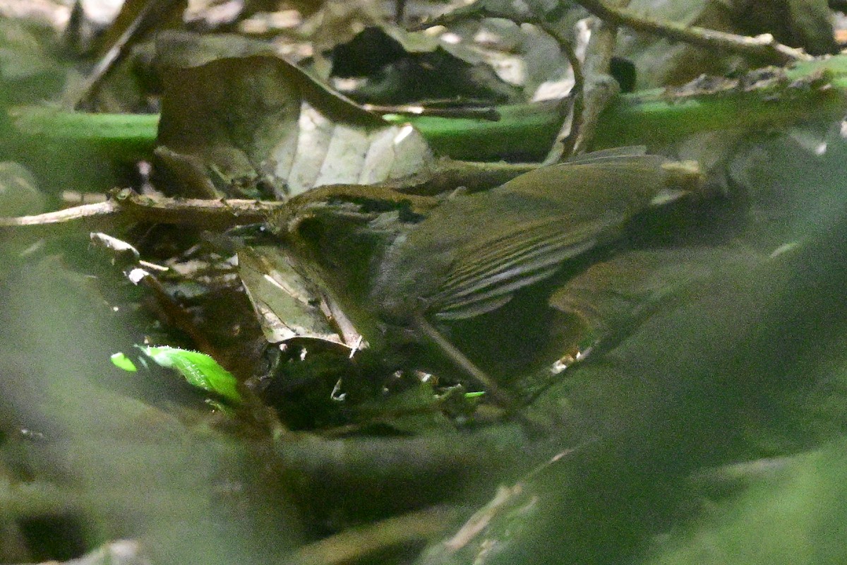 Pseudominla de Gould - ML647108920