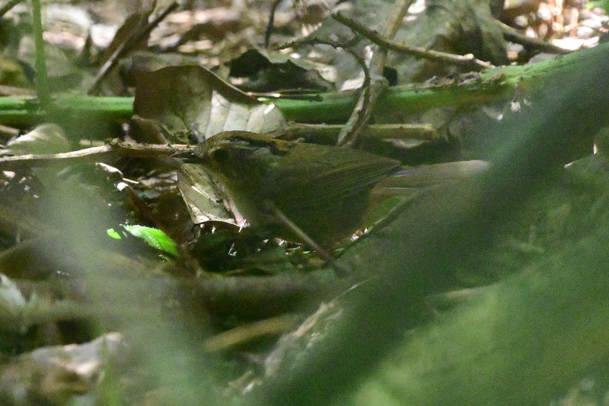 Pseudominla de Gould - ML647108922