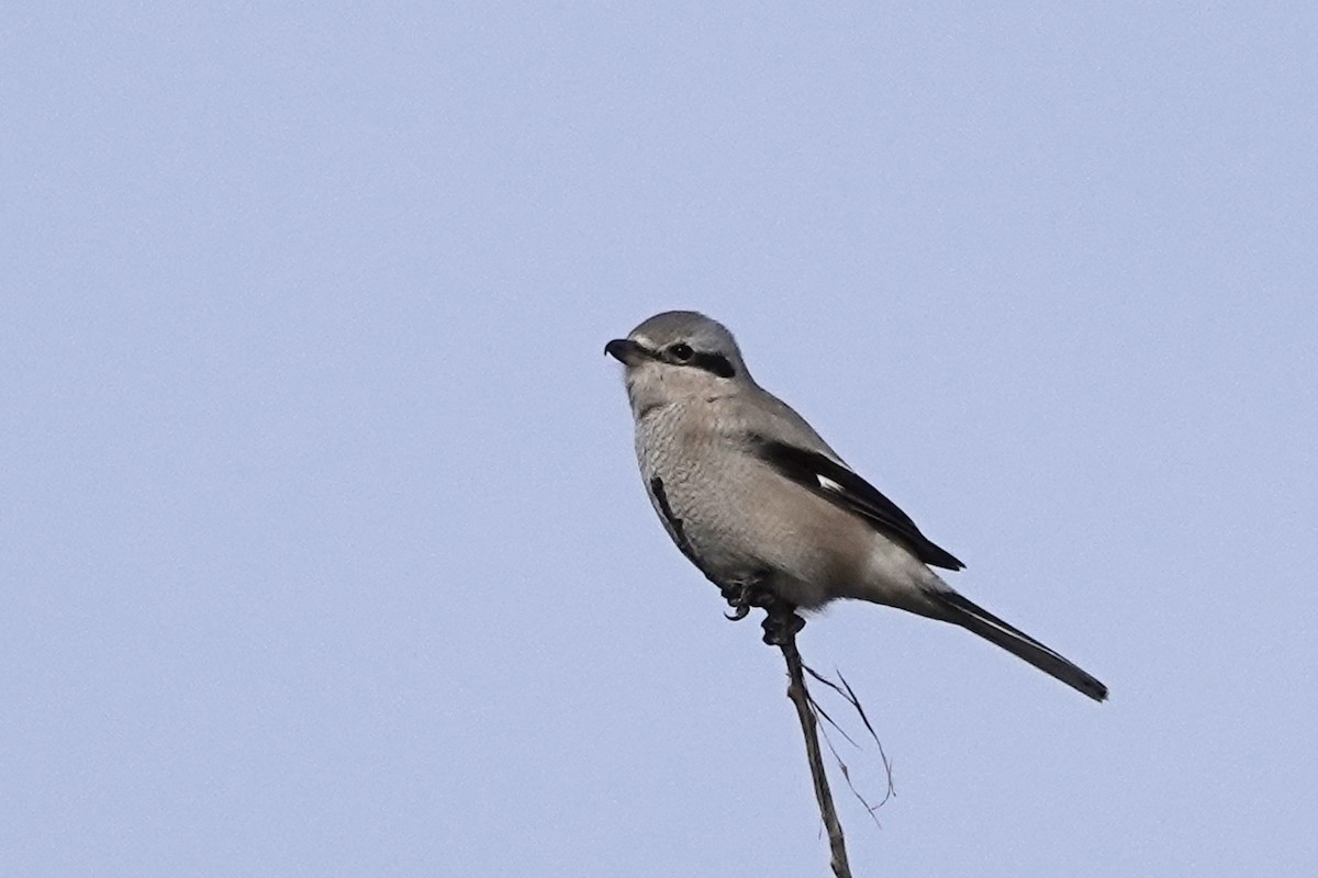 Alcaudón Boreal - ML647108925