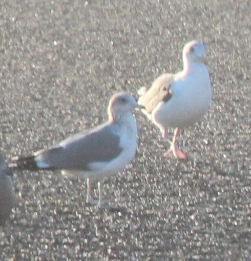 Goéland de Californie - ML647108927