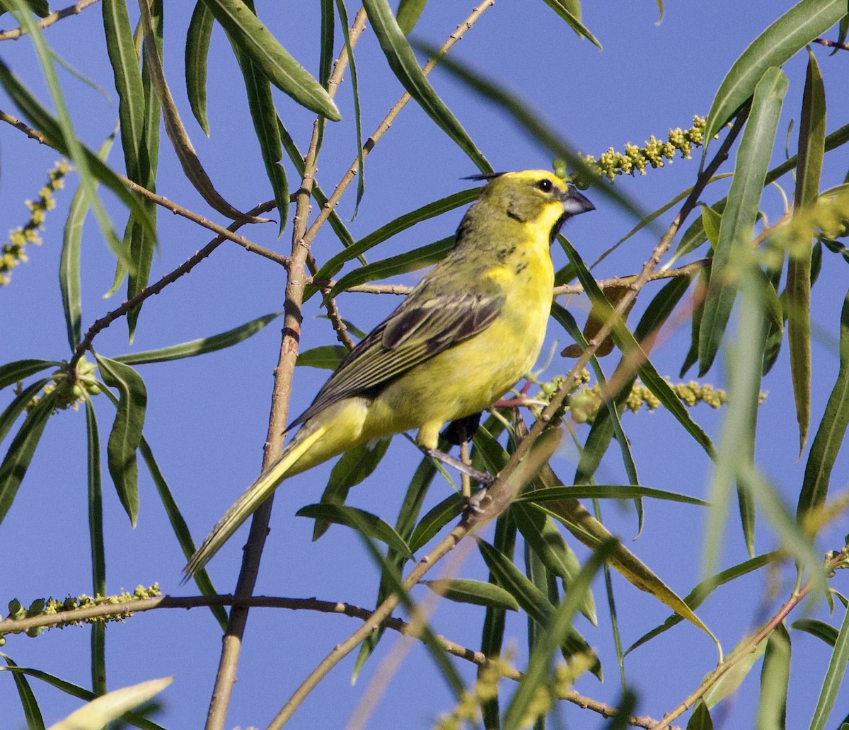 Yellow Cardinal - ML647108928