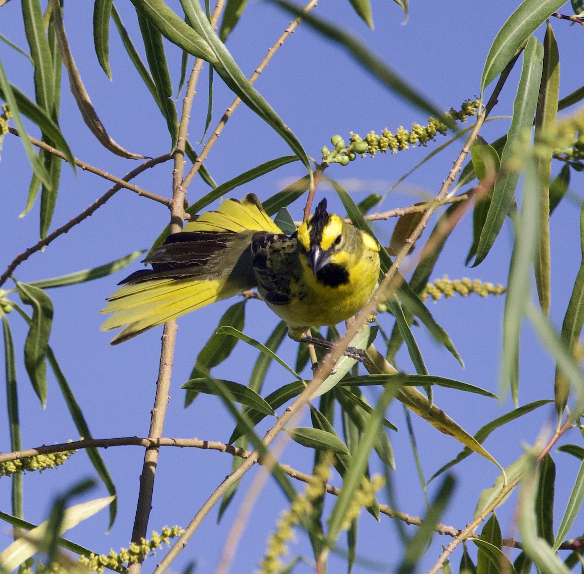 Yellow Cardinal - ML647108963