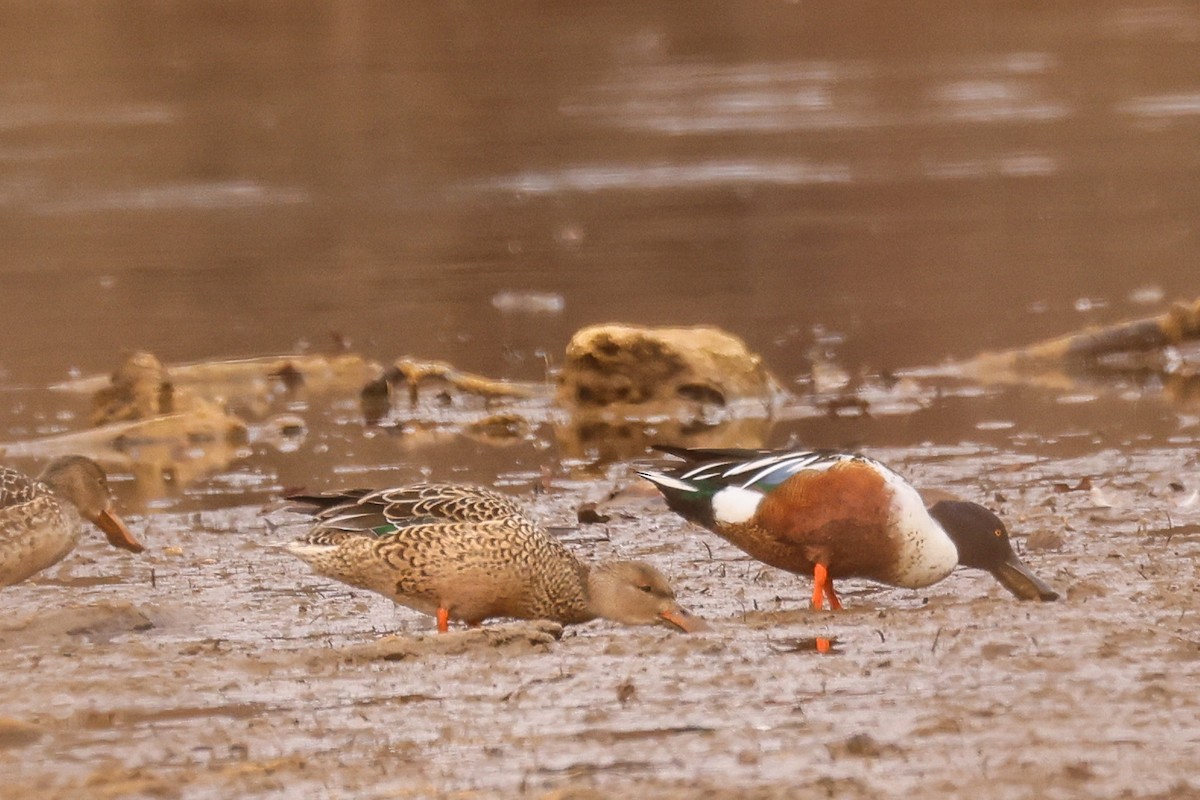 琵嘴鴨 - ML647108980