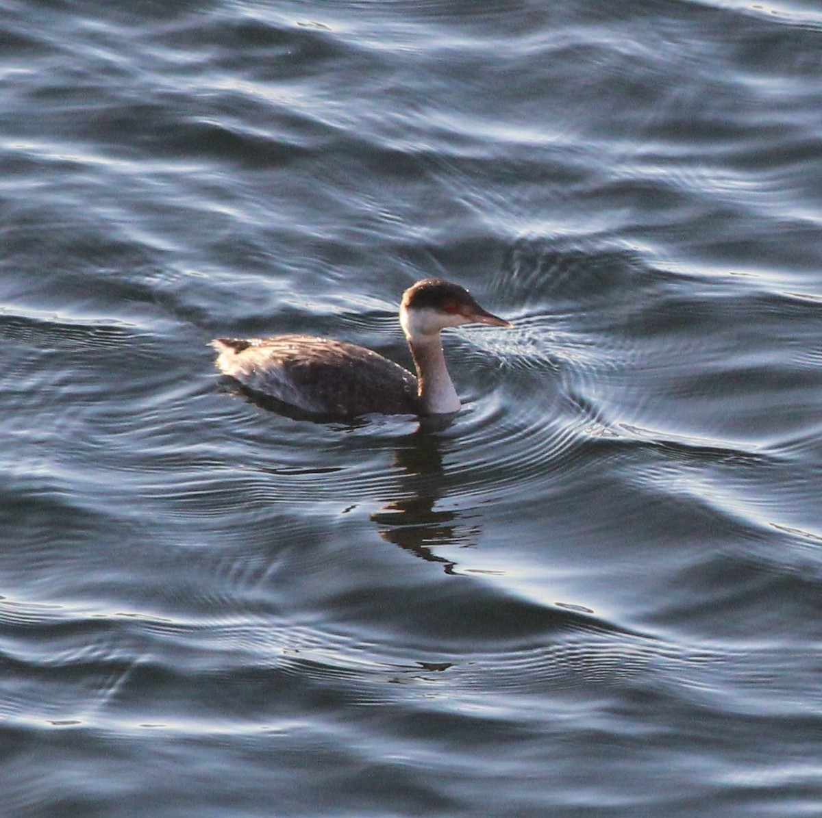 Grèbe esclavon - ML647108981