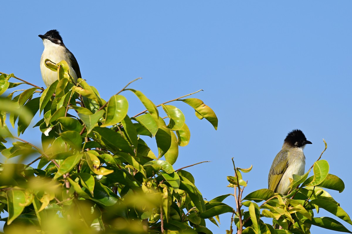 Light-vented Bulbul - ML647108984