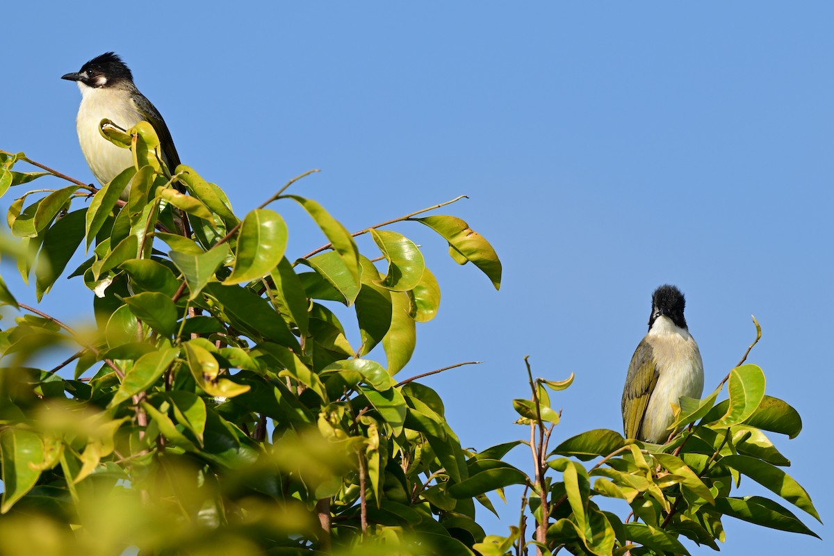 Light-vented Bulbul - ML647108985