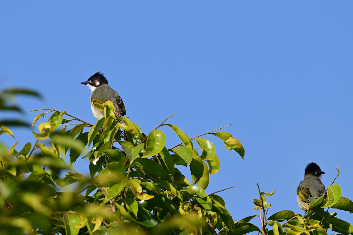 Light-vented Bulbul - ML647108986