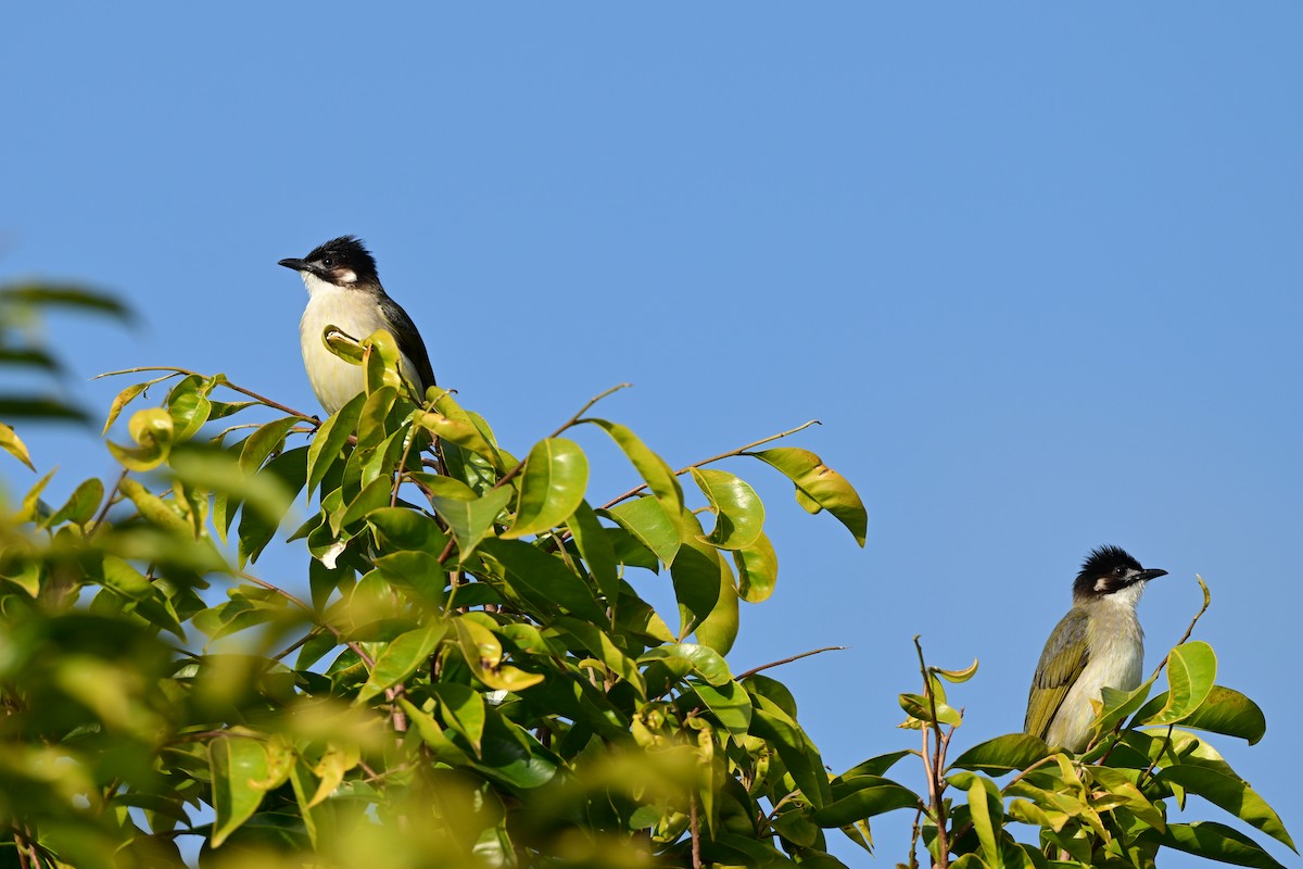 Light-vented Bulbul - ML647108987