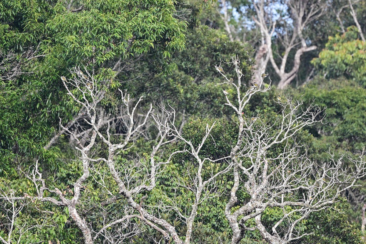 Light-vented Bulbul - ML647108988