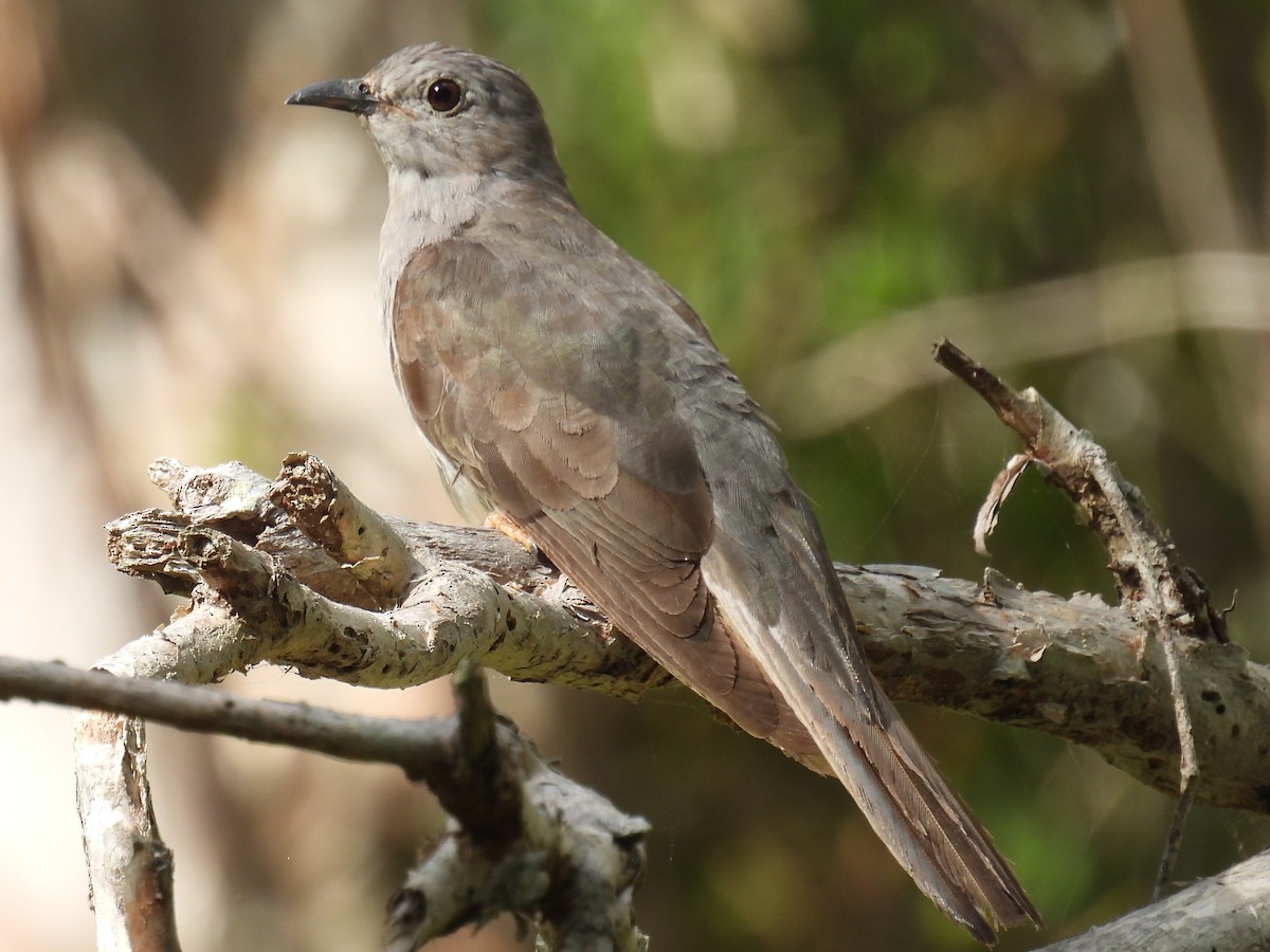 Sahul Brush Cuckoo - ML647108989