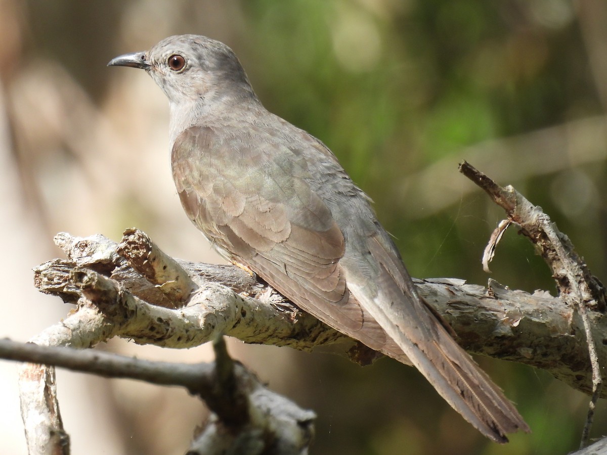 Sahul Brush Cuckoo - ML647108990