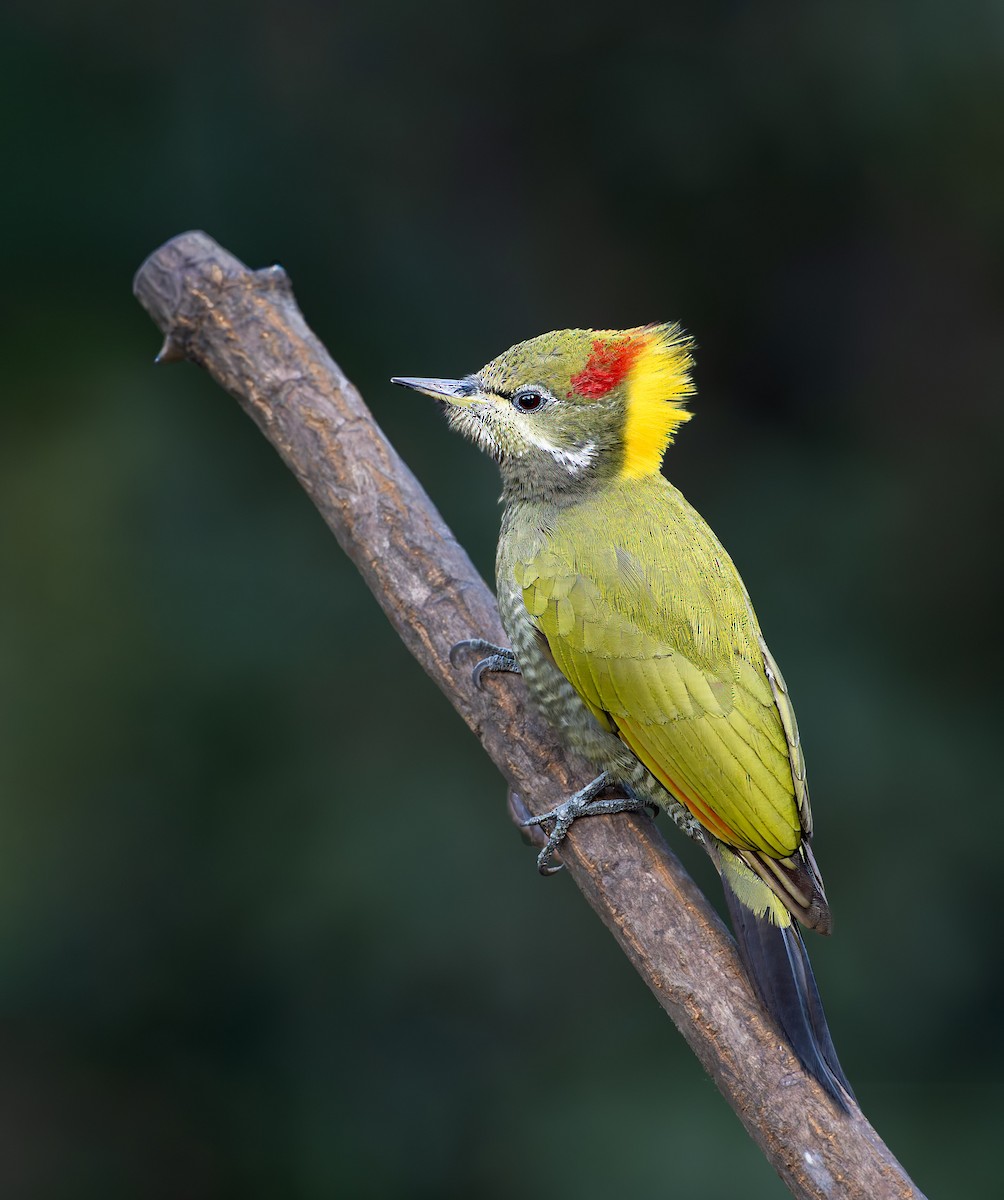Lesser Yellownape - ML647108993