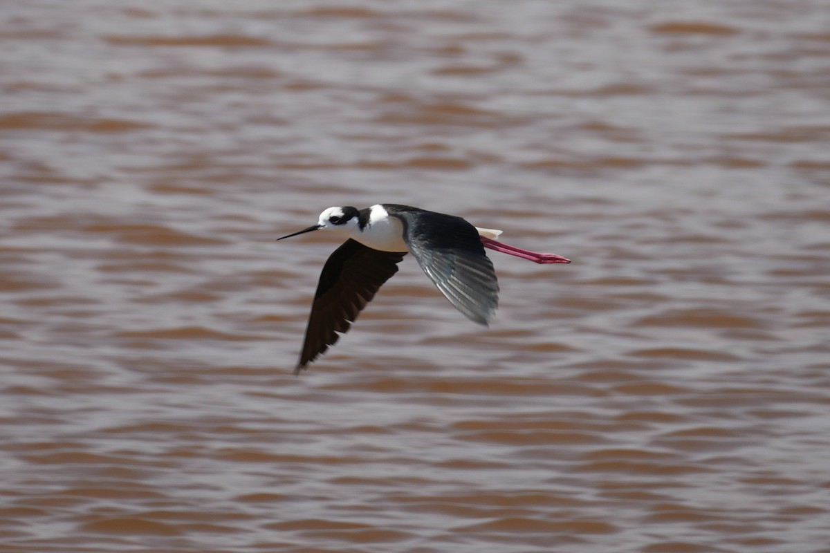 Black-necked Stilt - ML647108994