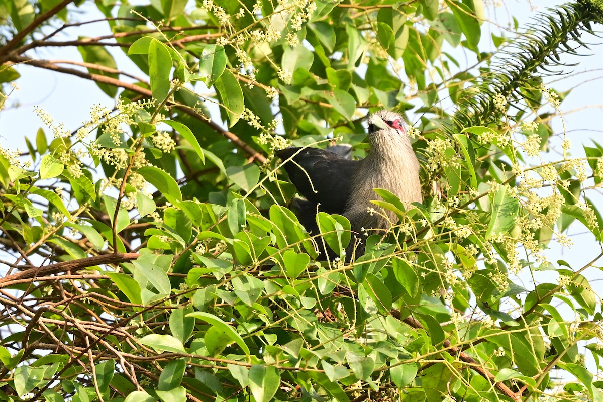 Green-billed Malkoha - ML647108995