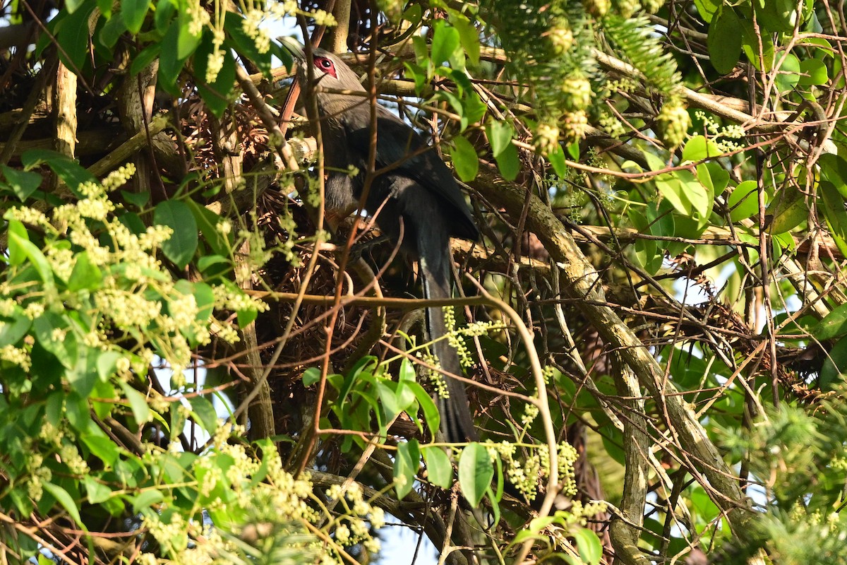 Green-billed Malkoha - ML647108996