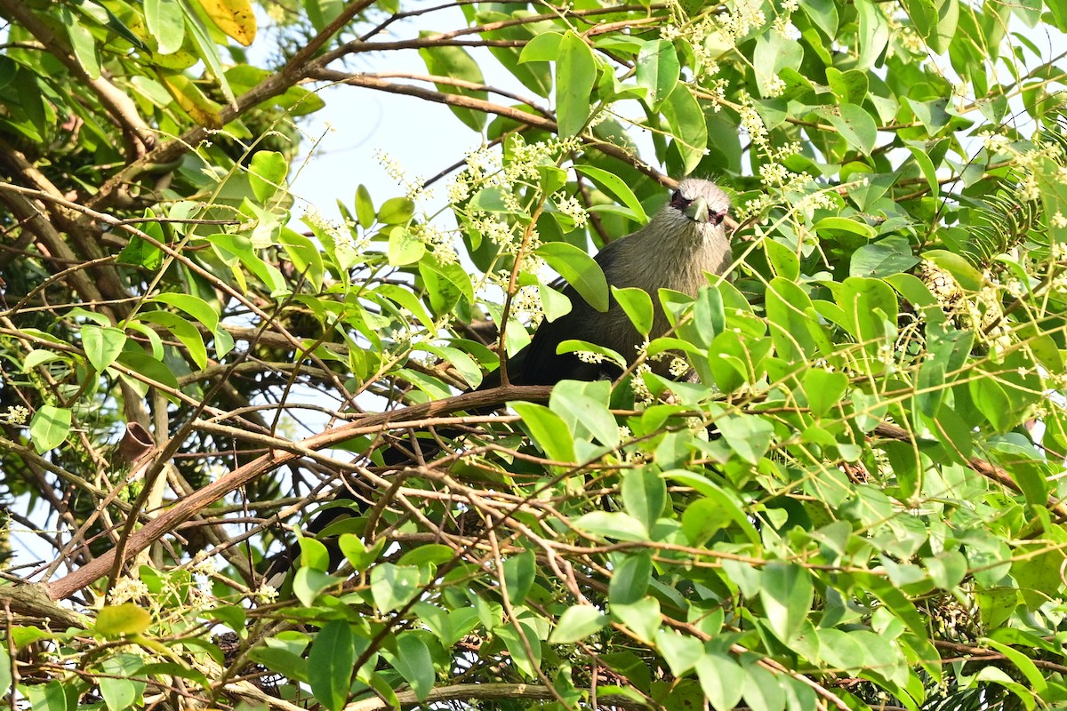 Green-billed Malkoha - ML647108997