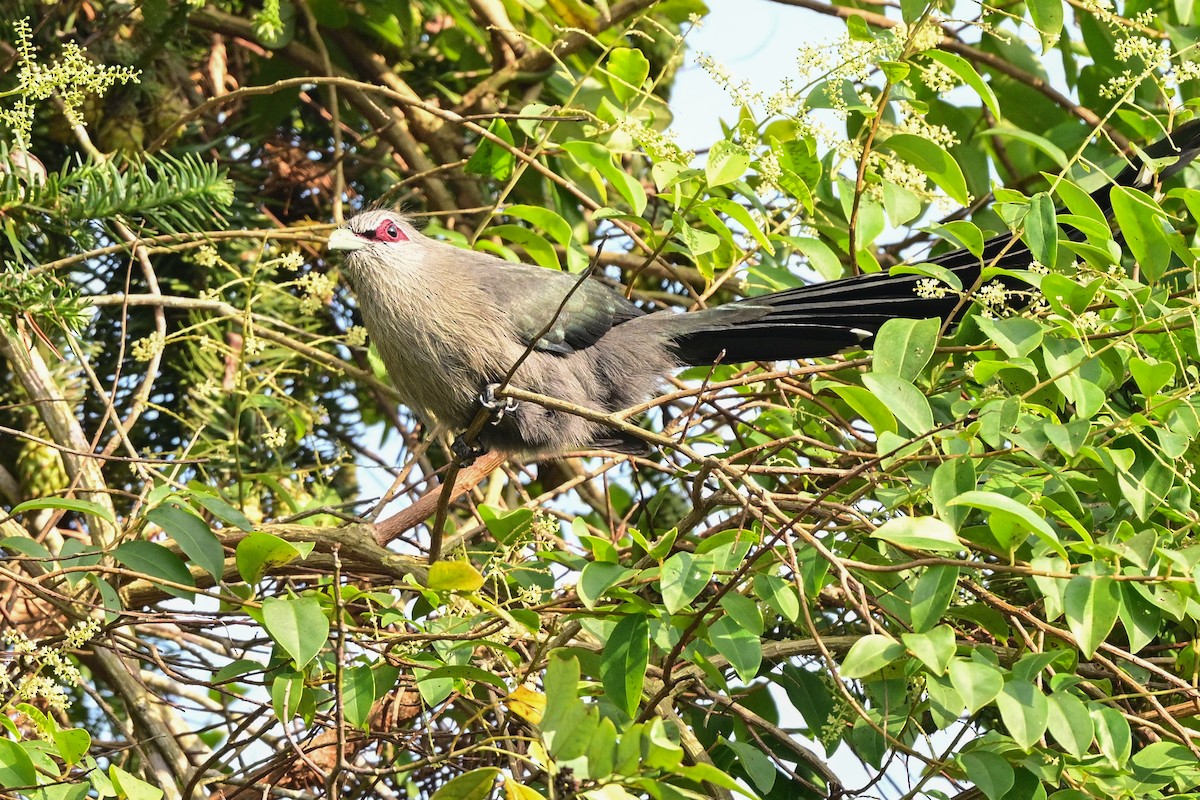 Green-billed Malkoha - ML647108998