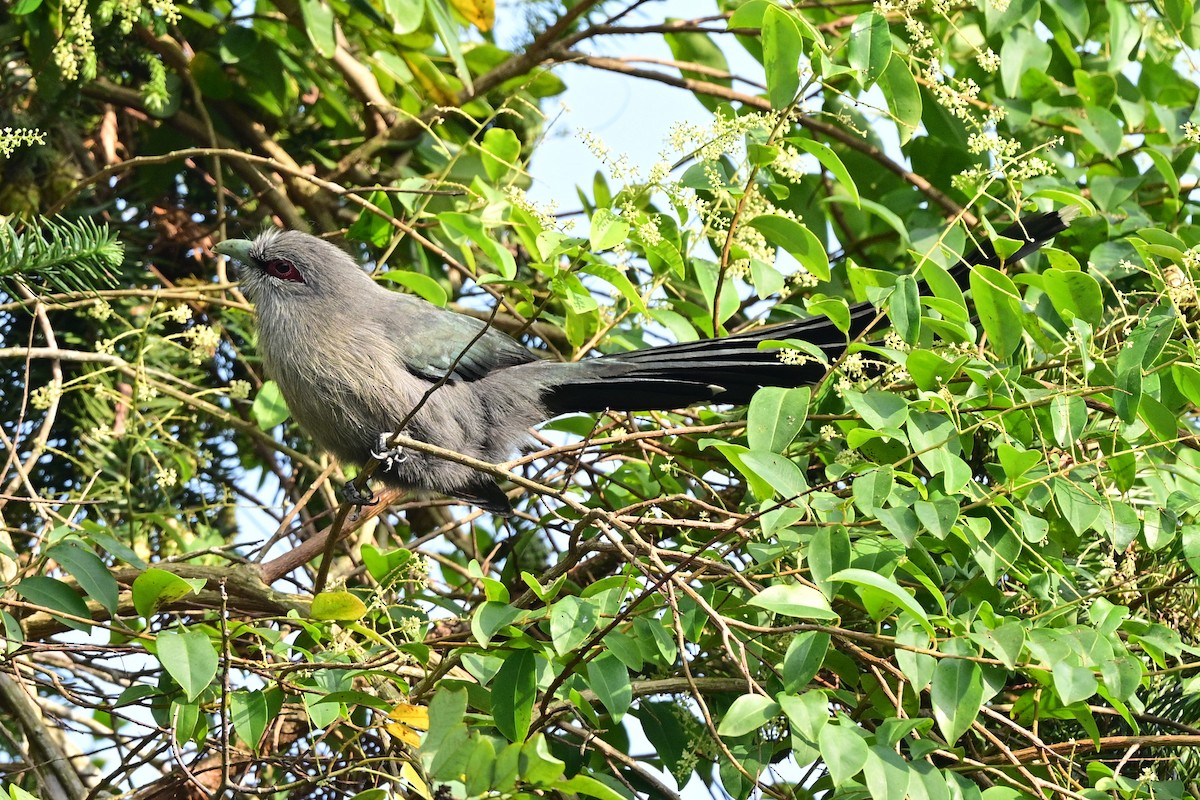 Green-billed Malkoha - ML647108999